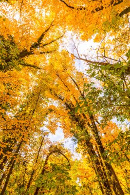 Ormanın içinde güneşli bir canlı sonbahar renkleri