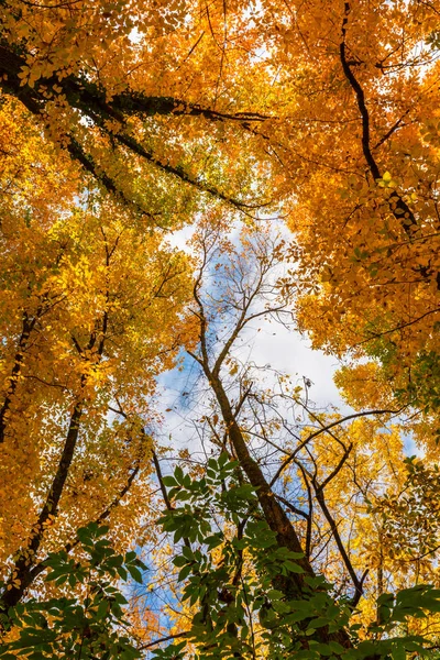 Lebendige Herbstfarben an einem sonnigen Tag im Wald — Stockfoto