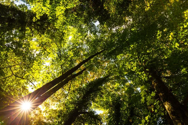 Lebendige Herbstfarben an einem sonnigen Tag im Wald — Stockfoto