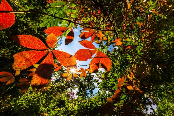Яркие осенние цвета в солнечный день в лесу — стоковое фото