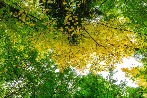 Colores de otoño vibrantes en un día soleado en el bosque — Foto de Stock