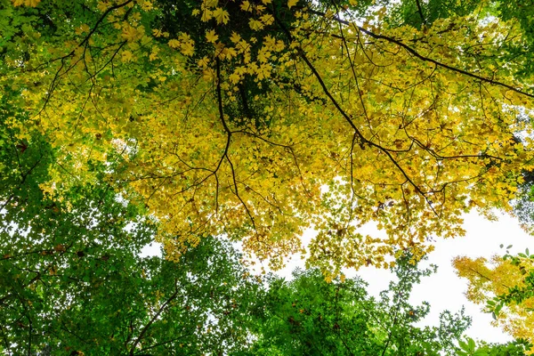 Levendige herfst kleuren op een zonnige dag in het bos — Stockfoto