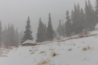 Kış manzarası kar fırtınasında dağlar köknar ağaçlarıyla