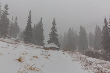 Kış manzarası kar fırtınasında dağlar köknar ağaçlarıyla