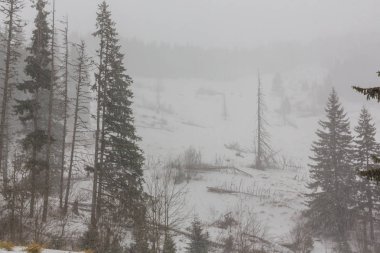 Kış manzarası kar fırtınasında dağlar köknar ağaçlarıyla