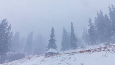 Kış manzarası kar fırtınasında dağlar köknar ağaçlarıyla