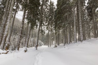 Kış manzarası kar fırtınasında dağlar köknar ağaçlarıyla