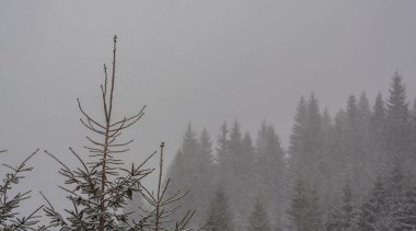 Kış manzarası kar fırtınasında Aralık köknar ağaçlarıyla