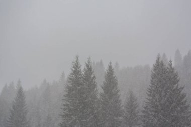 Kış manzarası kar fırtınasında Aralık köknar ağaçlarıyla