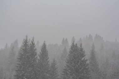 Kış manzarası kar fırtınasında Aralık köknar ağaçlarıyla