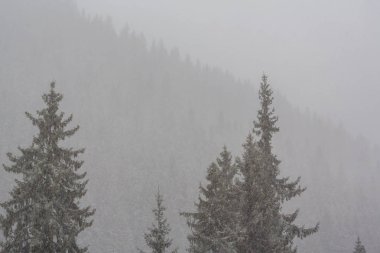 Kış manzarası kar fırtınasında Aralık köknar ağaçlarıyla