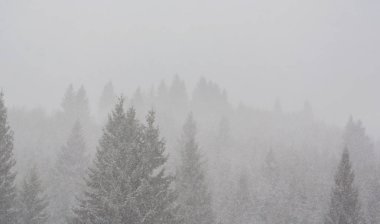 Kış manzarası kar fırtınasında Aralık köknar ağaçlarıyla