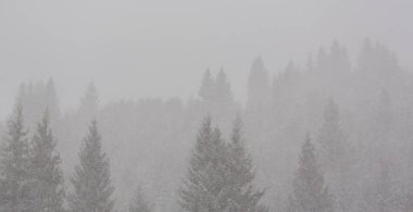 Kış manzarası kar fırtınasında Aralık köknar ağaçlarıyla