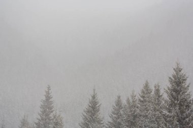 Kış manzarası kar fırtınasında Aralık köknar ağaçlarıyla