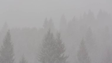 Kış manzarası kar fırtınasında Aralık köknar ağaçlarıyla