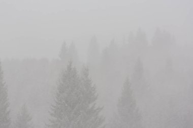 Kış manzarası kar fırtınasında Aralık köknar ağaçlarıyla