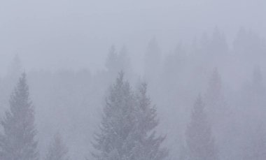 Kış manzarası kar fırtınasında Aralık köknar ağaçlarıyla