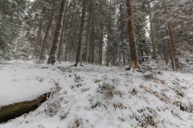 Kış manzarası kar fırtınasında Aralık köknar ağaçlarıyla