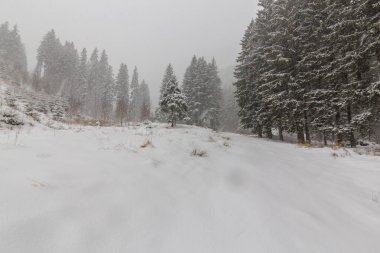 Şiddetli kar yağışı blizzard ve Aralık ayında ormandaki eski ahşap evi ile kış manzarası