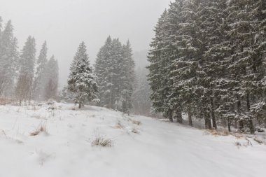 Şiddetli kar yağışı blizzard ve Aralık ayında ormandaki eski ahşap evi ile kış manzarası