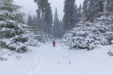 Şiddetli kar yağışı blizzard ve Aralık ayında ormandaki eski ahşap evi ile kış manzarası