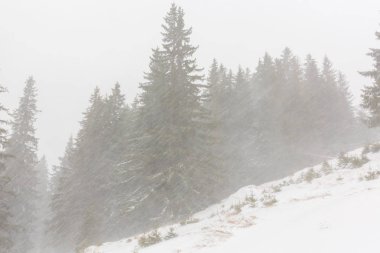 Şiddetli kar yağışı blizzard ve Aralık ayında ormandaki eski ahşap evi ile kış manzarası