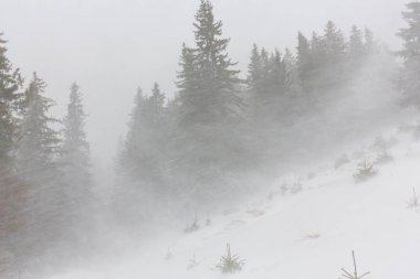 Kış manzarası kar fırtınasında Aralık köknar ağaçlarıyla