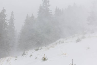 Kış manzarası kar fırtınasında Aralık köknar ağaçlarıyla