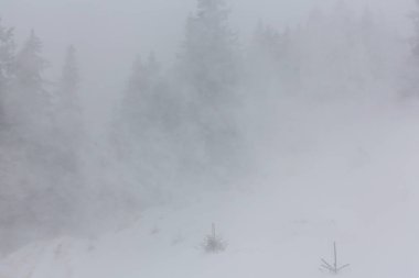 Kış manzarası kar fırtınasında Aralık köknar ağaçlarıyla