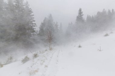 Kış manzarası kar fırtınasında Aralık köknar ağaçlarıyla