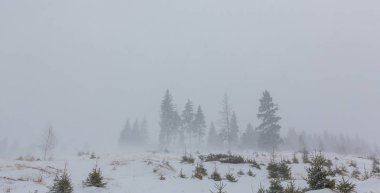 Kış manzarası kar fırtınasında Aralık köknar ağaçlarıyla