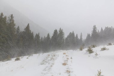 Kış manzarası kar blizzard çam ağaçları ve ormanda yürüyüş yolu ile