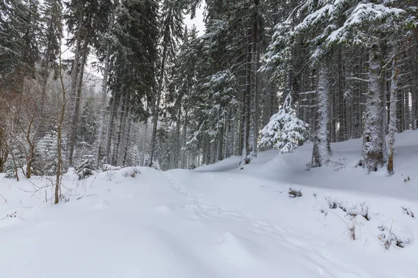 Kış manzarası kar fırtınasında dağlar köknar ağaçlarıyla