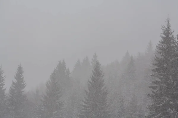 Zimowej scenerii z jodły w śniegu blizzard, w grudniu — Zdjęcie stockowe