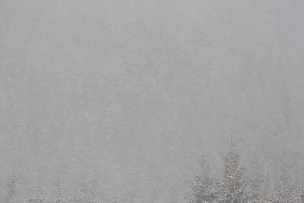 Paysage hivernal avec sapins dans le blizzard des neiges, en décembre — Photo