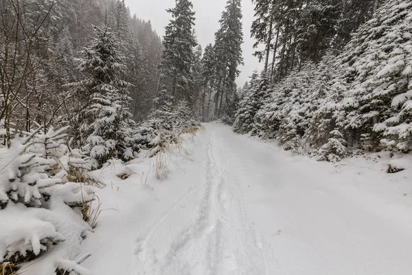 Zimowej scenerii z blizzard ciężki śnieg i stary drewniany domek w lesie, w grudniu — Zdjęcie stockowe