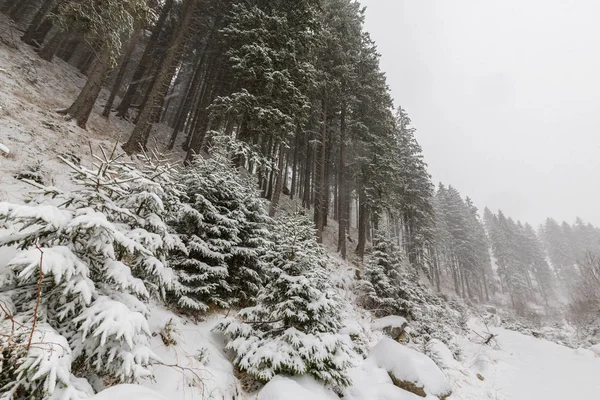 Zimowej scenerii z blizzard ciężki śnieg i stary drewniany domek w lesie, w grudniu — Zdjęcie stockowe