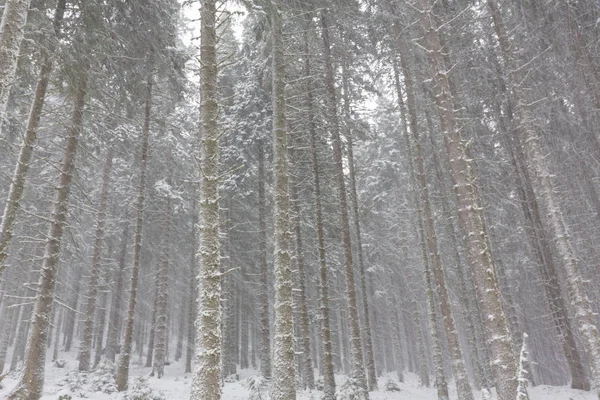 폭설 블리자드, 그리고 오래 된 나무 오두막 숲, 12 월에에서 있는 겨울 풍경 — 스톡 사진