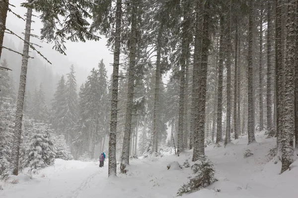 Zimowej scenerii z blizzard ciężki śnieg i stary drewniany domek w lesie, w grudniu — Zdjęcie stockowe