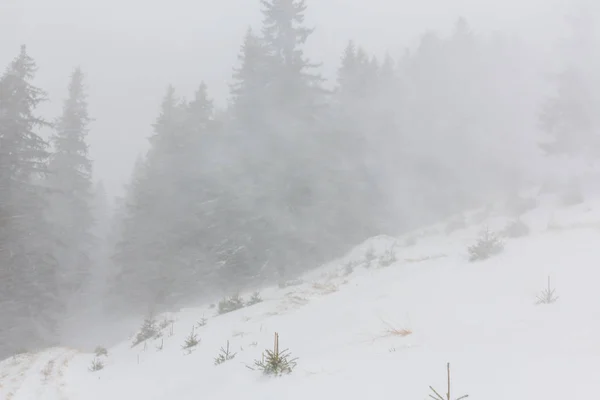 Zimowej scenerii z jodły w śniegu blizzard, w grudniu — Zdjęcie stockowe