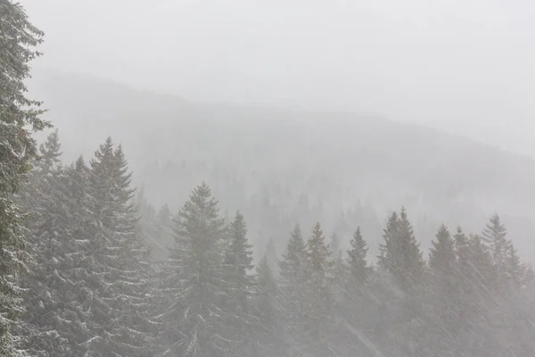 Zimowej scenerii z jodły w śniegu blizzard i piesze ścieżki w lesie — Zdjęcie stockowe