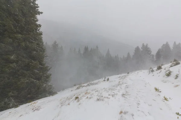Zimowej scenerii z jodły w śniegu blizzard i piesze ścieżki w lesie — Zdjęcie stockowe