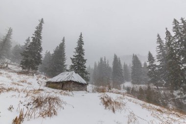 Kış manzarası kar blizzard çam ağaçları ve ormanda yürüyüş yolu ile