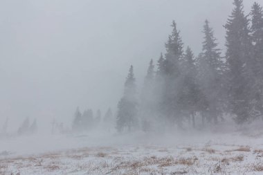 Kış manzarası kar blizzard çam ağaçları ve ormanda yürüyüş yolu ile