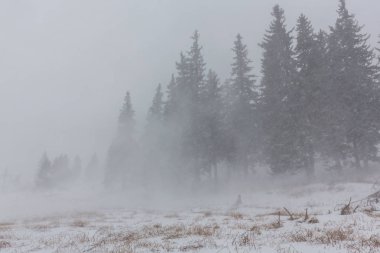 Kış manzarası kar blizzard çam ağaçları ve ormanda yürüyüş yolu ile