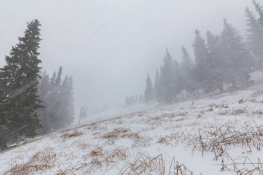 Kış manzarası kar blizzard çam ağaçları ve ormanda yürüyüş yolu ile