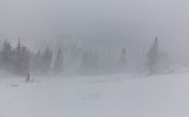 Kış manzarası kar blizzard çam ağaçları ve ormanda yürüyüş yolu ile