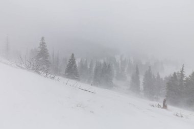 Kış manzarası kar blizzard çam ağaçları ve ormanda yürüyüş yolu ile