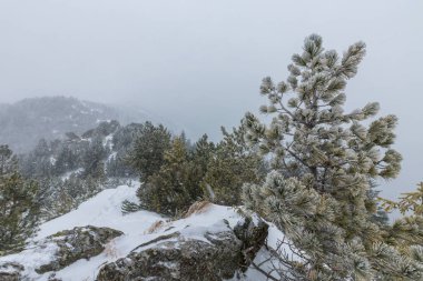 Kış manzarası kar blizzard çam ağaçları ve ormanda yürüyüş yolu ile