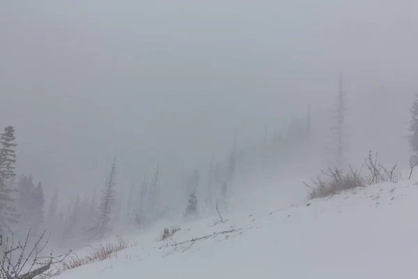 Paisaje invernal con abetos en ventisca nevada, y sendero de trekking en el bosque — Foto de Stock